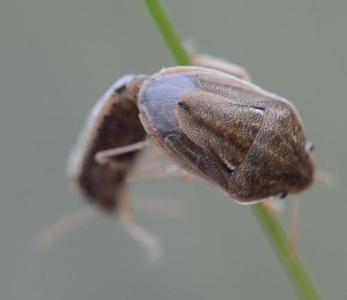 Neottiglossa bifida